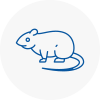 Rat Control Fareham