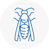 Fareham Wasp Nest Removal